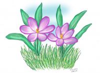 Cute Crocus